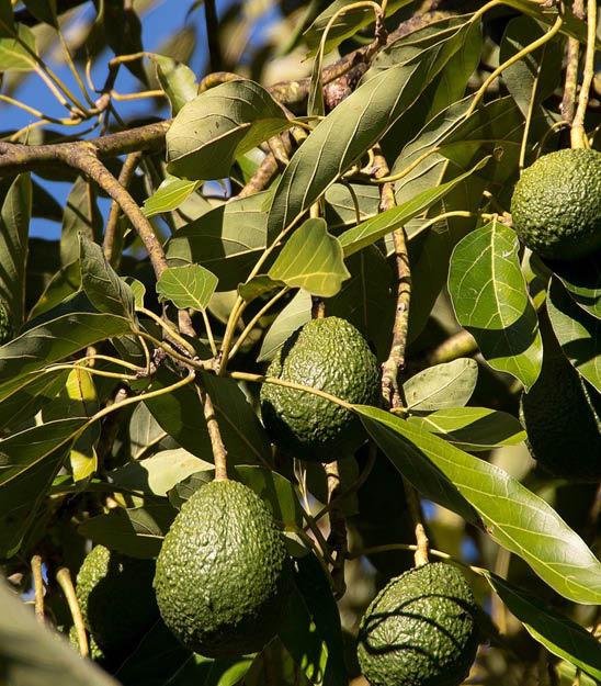 Avocado Tree
