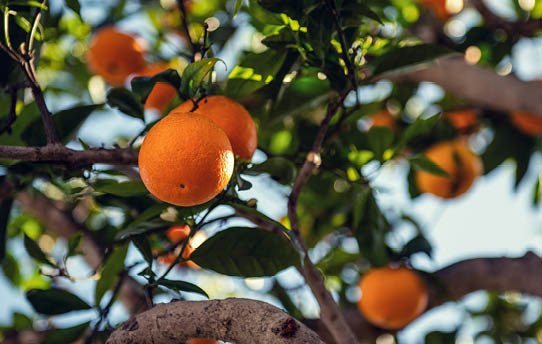 Citrus Trees