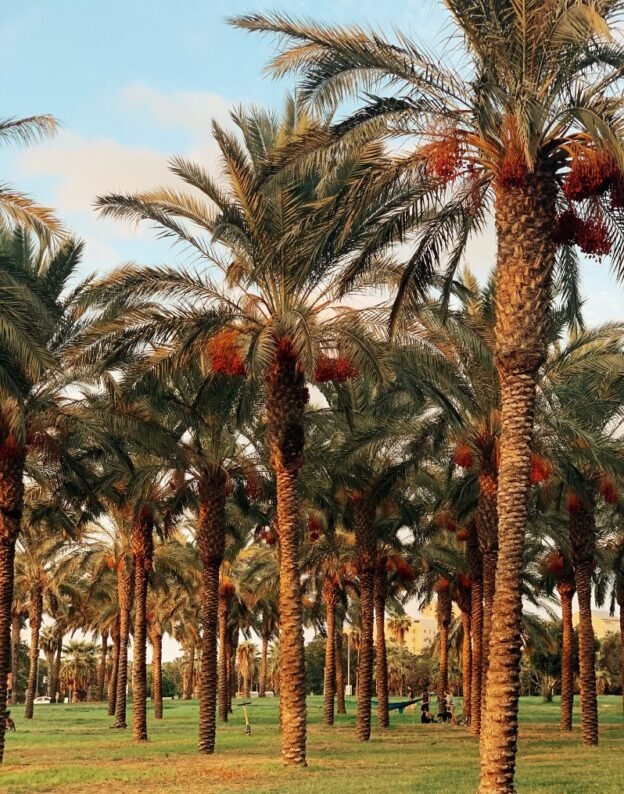 Date Palm