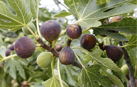 Fig Tree