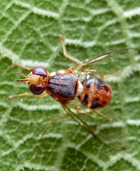 Agricultural Scene 3