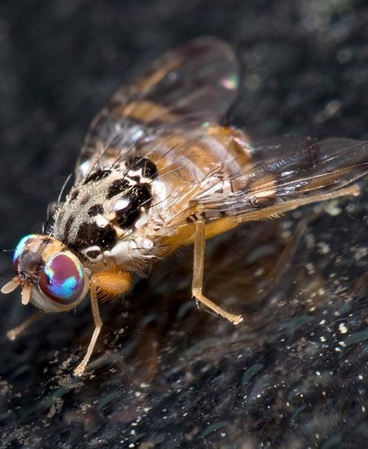 Agricultural Scene 2